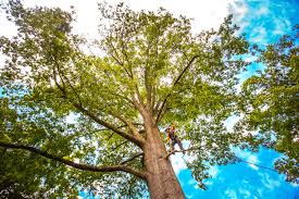 Trusted Hawthorne, FL Tree Services Experts