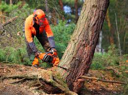 Best Hedge Trimming  in Hawthorne, FL