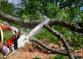 Best Tree Trimming and Pruning  in Hawthorne, FL