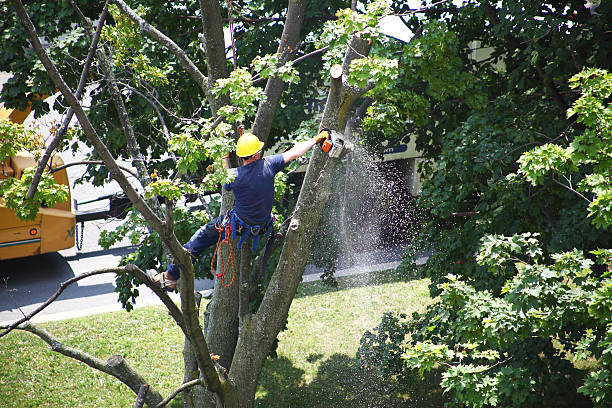 Best Weed Control  in Hawthorne, FL